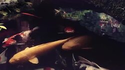 Geisha Maiko Reflection Koi Carps Pond Slow Motion 4K Stock Footage