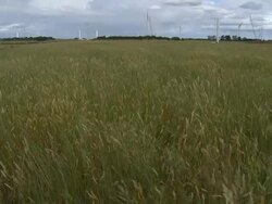 WS View of field land / Macarthur, Victoria, Australia Stock Footage