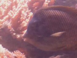 Tropical Fishes Stock Footage