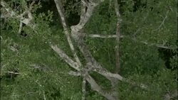 Lush trees grow in the Amazon rainforest. Stock Footage