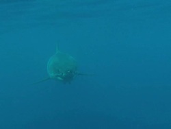 Medium Long Shot hand-held - A great white shark swims in calm waters. Stock Footage