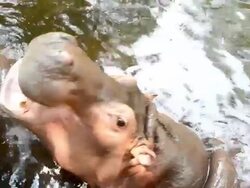 Hippopotamus Stock Footage