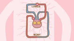 TED-ED: How the heart actually pumps blood - Edmond Hui Instructional Video