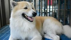Happy smiling dog looking up . Stock Footage