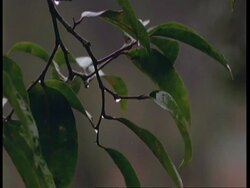CU Rain on leaves, South America Stock Footage