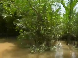 POV thru Mangrove Palms and other vegetation along backwater in Mekong Delta / Vietnam Stock Footage