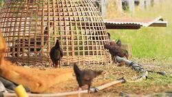Local Cock in the rural Stock Footage