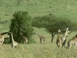 Long Shot - A herd of giraffes stands on a grassy savanna / Kenya Stock Footage