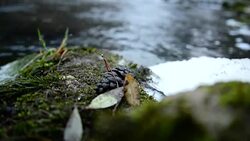 Pine cone Stock Footage