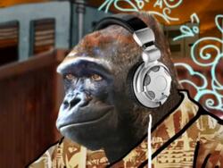 funky gorilla - camera movement Stock Footage