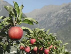 MS Shot of Red apples hanging on tree in apple orchard / Merano, Trentino, Tyrol, Italy Stock Footage