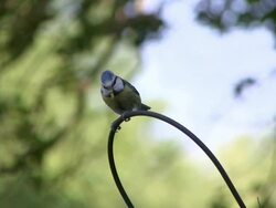 MS View of tit bird sitting on cable wire / Saarburg, Rhineland-Palatinate, Germany  Saarburg, Rhineland-Palatinate, Germany  Stock Footage