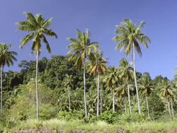 WS View of Palm tree plantation in front of jungle / Ko Hai, Krabi, Thailand Stock Footage
