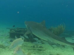 Tiger shark, Galeocerdo cuvier, swims over seabed, Bahamas  Stock Footage