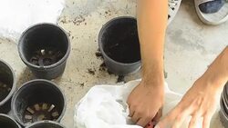 panning of top view: use trowel to put soil in a plastic pot Stock Footage