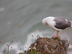 seagull on rock overlooking ocean Stock Footage