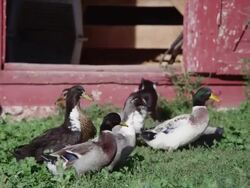 Ducks and Geese in a barn yard Stock Footage