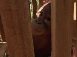  Close-up Baby Orangutan looking through a wooden cage Stock Footage