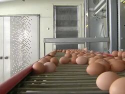 MS POV Eggs moving on conveyor belt / Anseong, Gyeonggi-do, South Korea Stock Footage