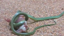 Tree Snake releasing Bull Frog in Epic battle for survival.  This footage highlights particular strategies adopted by animals in the wild for their success and survival. Stock Footage