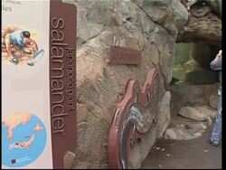 NEW Giant new Panda habitat opens at National Zoo News Clip