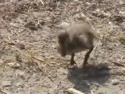 (HD1080i) Duckling World Stock Footage