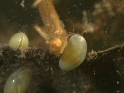 Ostracods from Kenchester pools, UK Stock Footage