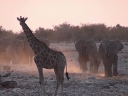 elephants Stock Footage