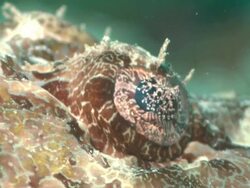 Crocodile fish, Borneo, Malaysia, Southeast Asia Stock Footage