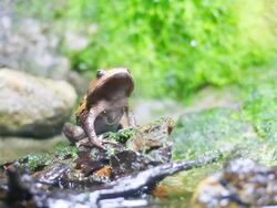 HD:Toad in nature. Stock Footage