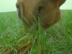 Horse grazing, eating grass, England Stock Footage