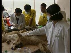 PHILIPPINES: MANILA: 40 DOGS KILLED IN CAMPAIGN AGAINST RABIES Instructional Video