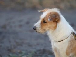 The Dog Stock Footage
