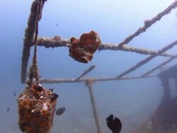 Frogfish Stock Footage