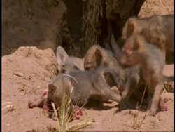 CU Jackal pups eating meat outside den, Bandhavgarh National Park, India Stock Footage