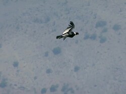 2010 AERIAL Condor flying over desert / Santiago de Chile, Gran Santiago, Chile Stock Footage