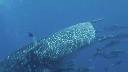 Whale Shark (Rhincodon types) and Cobia (Rachycentron canadum) swimming together. The location is the Andaman Sea, Thailand. This is a classic display of primal instinctive animal behavior. A symbiotic relationship that ensures their survival. Stock Footage