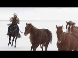 Slow motion of horses running. Stock Footage