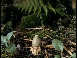 Time lapse - Stinkhorn Fungus growing up through forest floor, UK Stock Footage