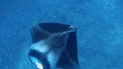 Manta Ray swimming over School of Fusilier Fish Stock Footage