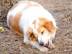 Cute dog eating bone Stock Footage