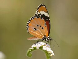 Butterfly feeding on a white flower Stock Footage