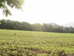 crane shot of tree.Full HD video Stock Footage