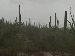 Rain falling amongst lots of Saguaro cactus and jumping cactus (cholla), Sonoran Desert, Arizona, USA Stock Footage