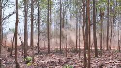 Moving of dust from Car racing in the forest Stock Footage