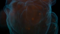 Mesmerising fire Stock Footage