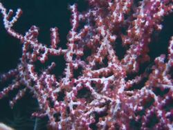 Seahorse, Pygmy, in coral, close up. Indonesia  Stock Footage
