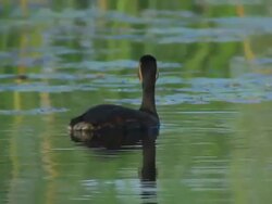 CU TS Shot of Black necked Grebe swimming in pond / Tulcea, Danube Delta, Romania Stock Footage