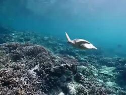 MS View of Big green turtle swimming over beautiful reef in shallow calm water / Sipadan, Semporna, Tawau, Malaysia Stock Footage