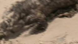 A dead animal lies on a sandy beach with a heart drawn around the carcass. Stock Footage